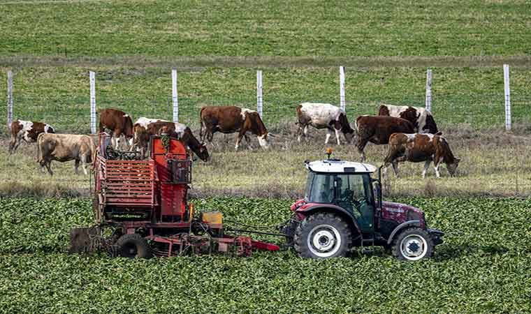 Kars'ta hasat gece gündüz devam ediyor! Çiftçiler zamanla yarışıyor: Traktörlerin biri gidiyor diğeri geliyor....