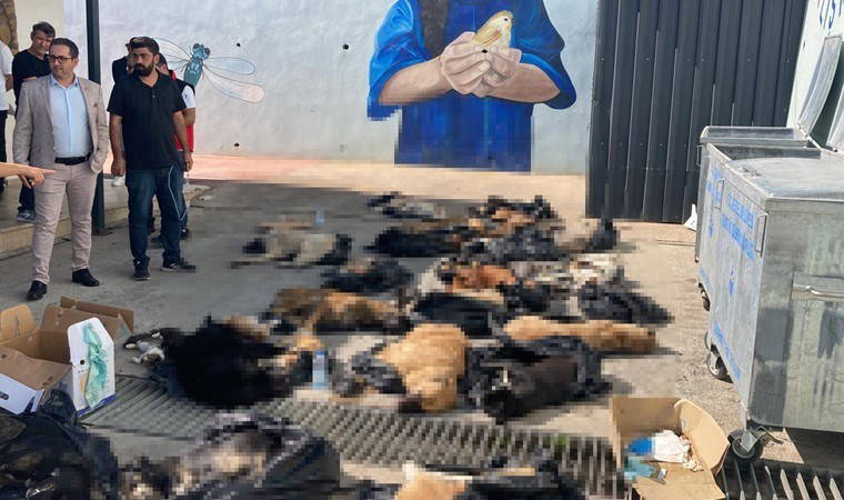 45 hayvanın öldürüldüğü iddiası...