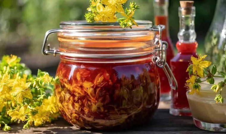 Doğada kendiliğinden yetişiyor, sağlığa binbir faydası bulunuyor: Kantaron bitkisi nedir, nasıl kullanılır? Faydaları nelerdir?