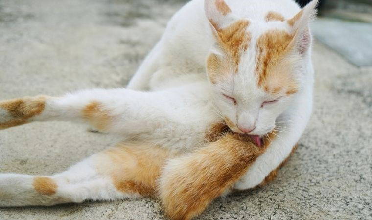 Kuyruğuna kulak verin: Kediniz konuşuyor olabilir