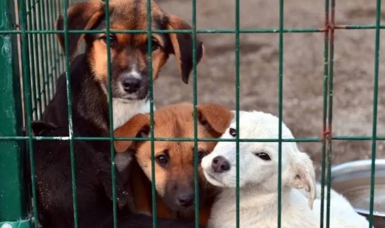 Koruması gereken yönetmelik, sokak hayvanlarının öldürülmesinin önünü açacak