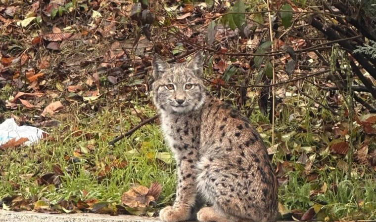 Üniversite kampüsünde vaşak görüldü
