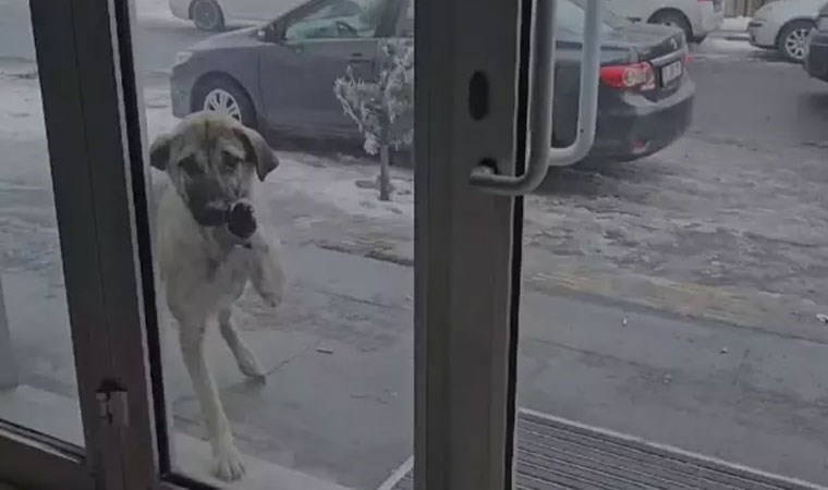Soğuktan kaçan sokak hayvanları esnafa sığındı
