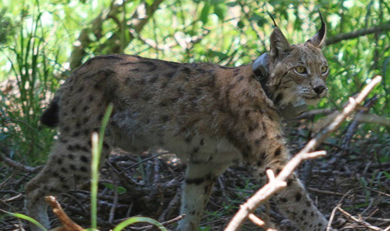 Kafkas vaşağı 'Başak' 6 ayda 481 kilometre yol kat etti!