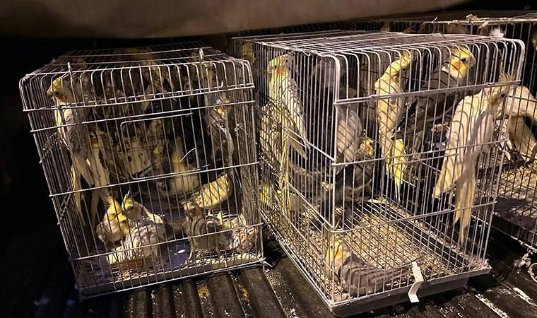 Tekirdağ'da 'kaçakçılık' operasyonu: 666 kuş ele geçirildi, çok sayıda gözaltı...