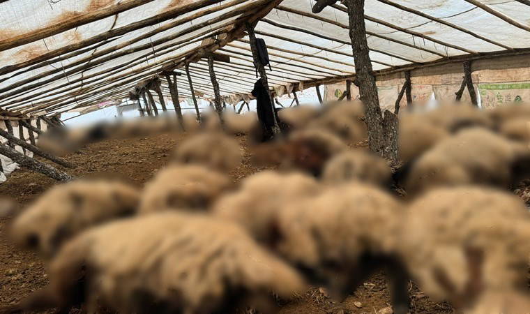 Çadırda havasız kalan 150 koyun hayatını kaybetti