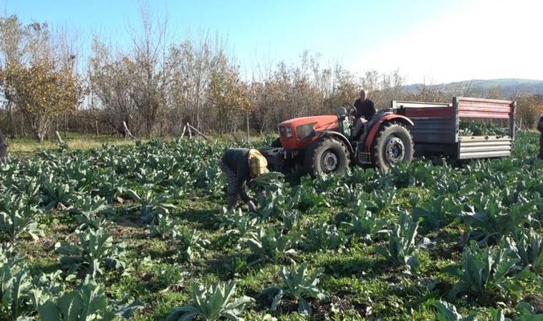 20 dönüm alana deneme amaçlı ekildi, çiftçinin yüzünü güldürdü! Rengine göre hasat süresi değişiyor....