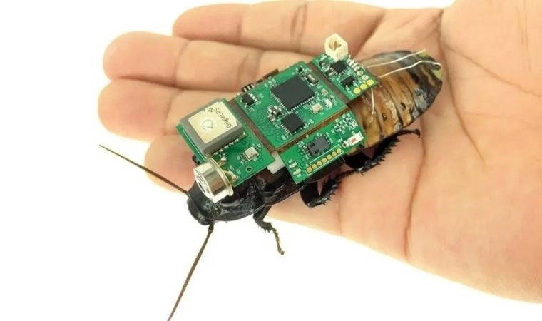 Çin'de her 68 saniyede bir siber hamamböceği üretiliyor