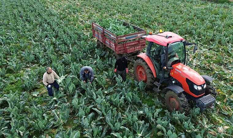 20 bin dekar alanda yetişiyor! Verim bu sene yarı yarıya düştü: Tarlada 25 lira...