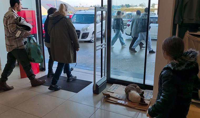 Edirne'de yürekleri ısıtan hareket: Yağmurda ıslanıp, üşüyen köpeği mağazaya aldılar