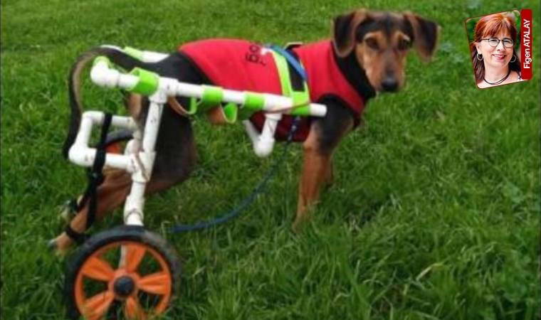 Mücevher ustası Agop Kuyumcuoğlu, engelli hayvanlara yürüteç yapıyor