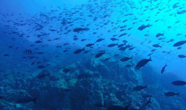 Balıkların su tüketmesine gerek var mıdır?