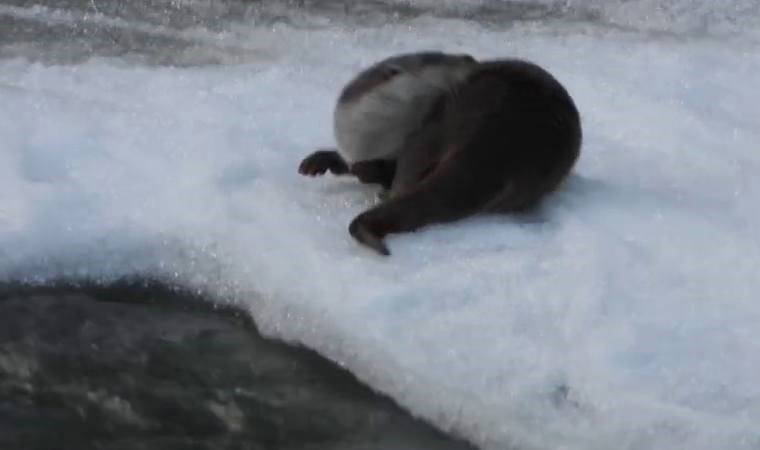 Nesli tükenme tehlikesi altında... Bu kez Erzurum’da görüntülendi!