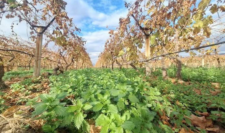 Sarıgöl Ovası'nda hasat kışın da sürecek! Kilosu 50 TL'den satılıyor...