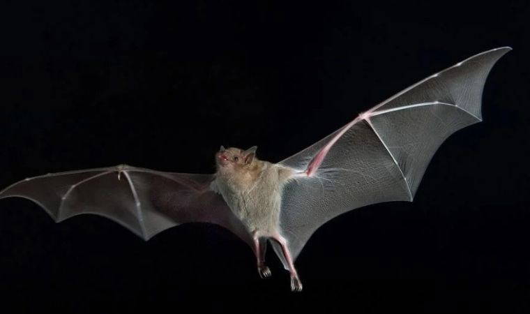Yıldızlararası seyahatin mucizesi yarasalarda bulundu! Uzun mesafeli uzay yolcukları mümkün olabilir