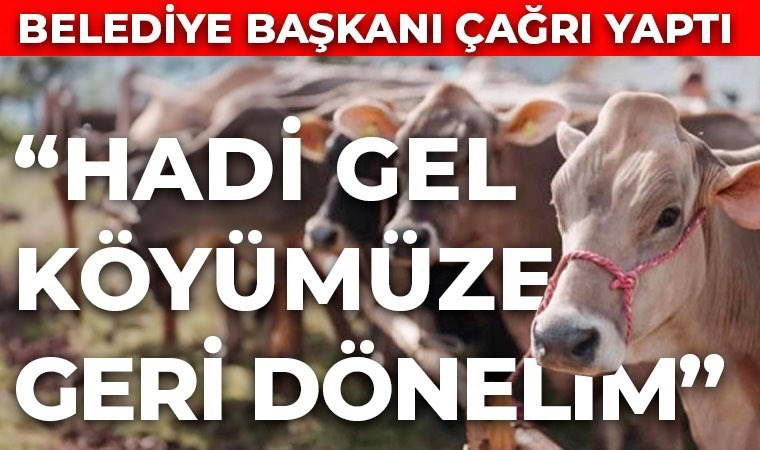 Belediye başkanı açıkladı: Hayvancılık yapmak istiyorum diyene 5 gebe düve veriliyor!