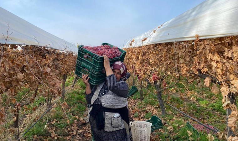 Sarıgöl'de yazın başlayan hasat kışın da devam ediyor
