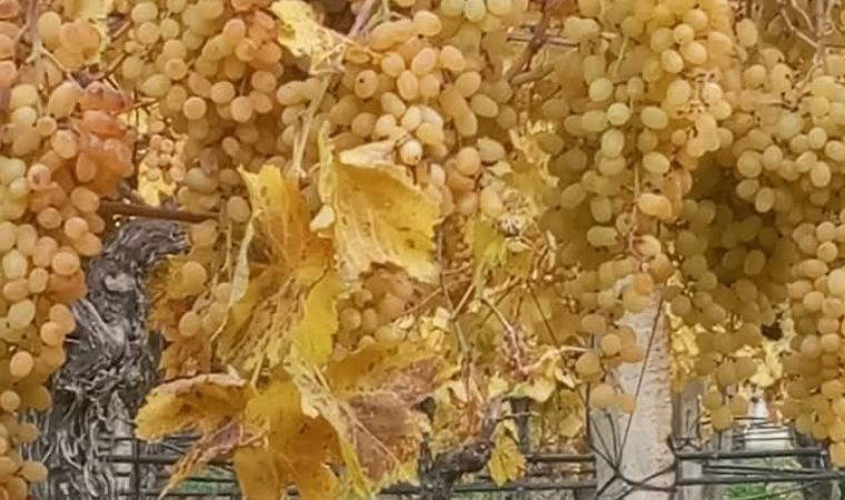 Zorlu kış şartlarına rağmen hasat devam ediyor: Yılbaşı sofralarını Manisa üzümü tatlandıracak!