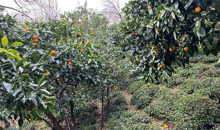 Çay tarlalarında ekiliyor: Lezzeti ve iriliği ile dikkat çekiyor