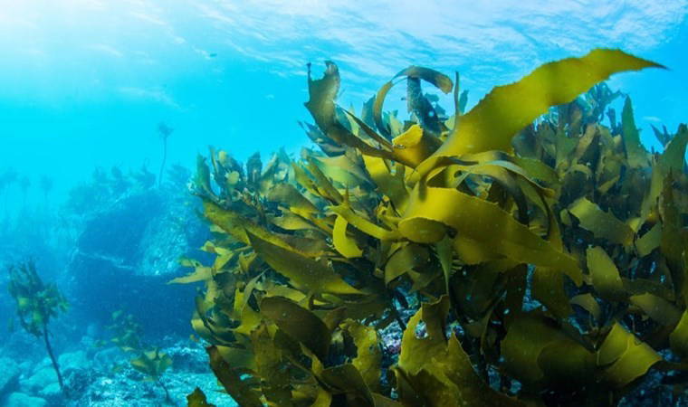 Denizin altında herkese yetecek kadar var... Nükleer savaş çıkarsa 'temel besin' olacak!