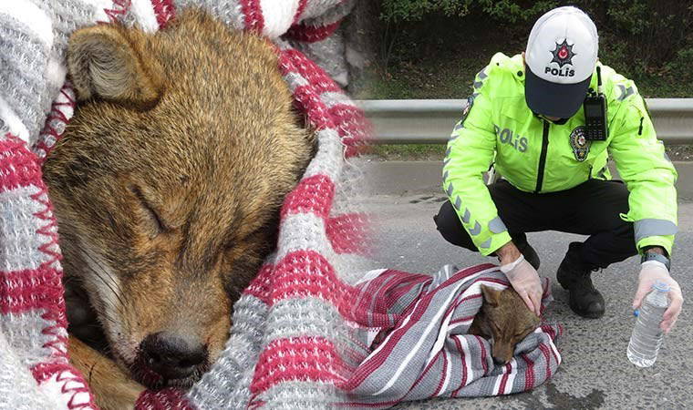 Ümraniye TEM Otoyolu'na çıkan yaralı çakalı, trafik ekipleri kurtardı