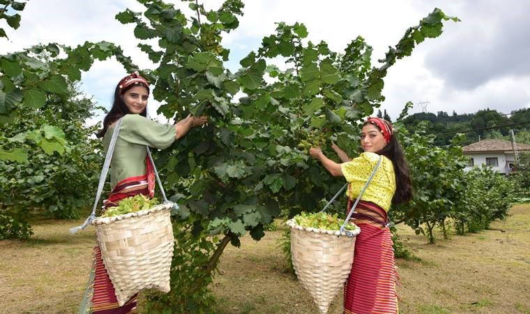 Mirasla parçalanan fındık bahçelerine 'Z kuşağı' ilgisiz