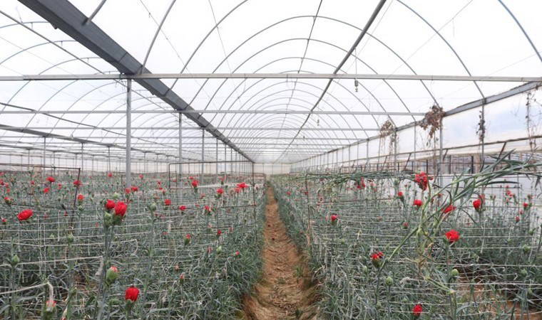 Menderes'te hasat yoğunluğu: Gül erken açtı, fiyatlar yükseldi! 'Elinizi çabuk tutun'