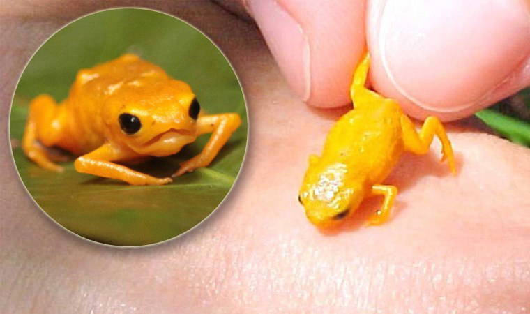 Bezelye tanesinden bile küçük!