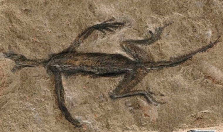 100 yıl önce keşfedilen fosilde yapılan sahtecilik ortaya çıktı