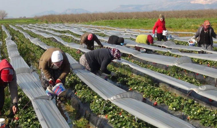 Silifke'de yılın 12 ayı hasat ediliyor: Kilosu 70 lira! 3 bin ailenin geçim kaynağı