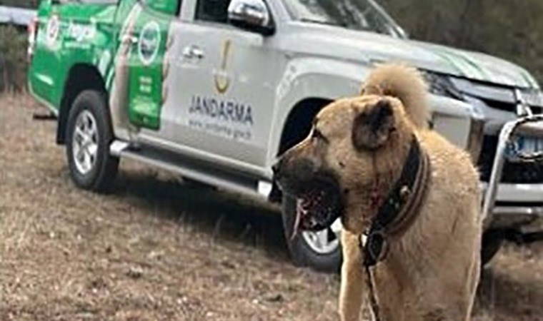Köpek dövüşü yaptıranlar suçüstü yakalandı!