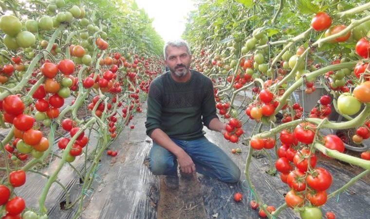 Mersin'de hasat başladı: 175 bin ton rekolte bekleniyor! Tarlada kilosu 24 lira