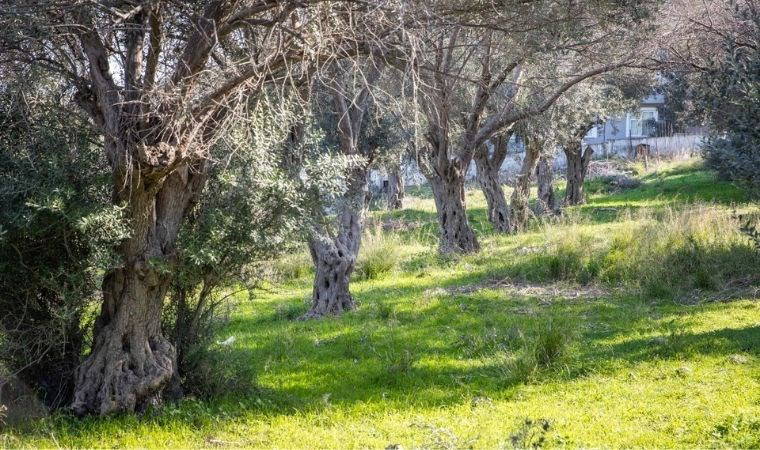 Buca Onat Tüneli’nde ağaçlar koruma altında