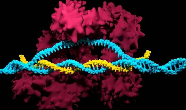Herediter anjiyoödem hastalığında başarılı gen tedavisinin ilk aşaması tamamlandı