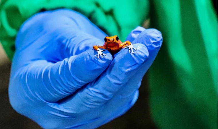 Bavulunda yüzlerce 'ölümcül' kurbağa bulundu