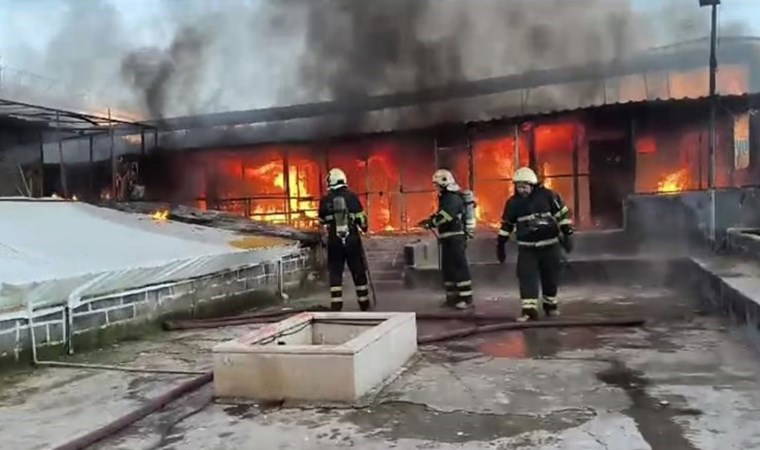Güvercin otelinde yangın: 300 kuş öldü