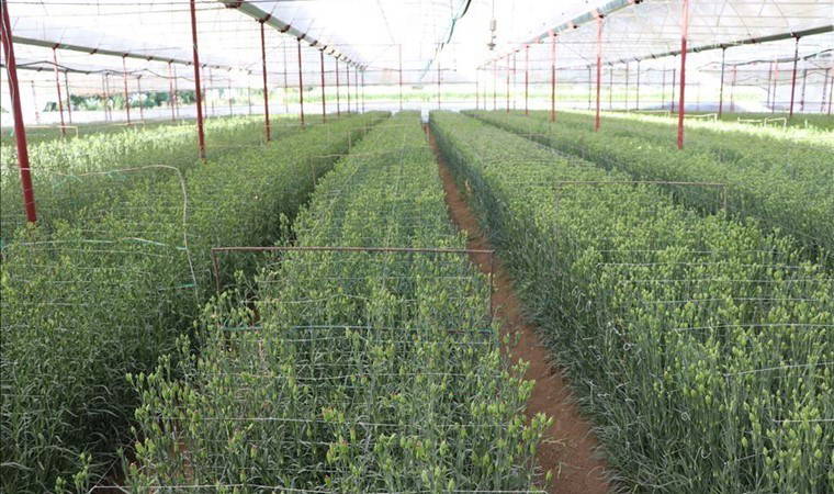 Antalya'da hasat telaşı: Zamanla yarışıyorlar! 70 milyon ürün ihraç edilecek....