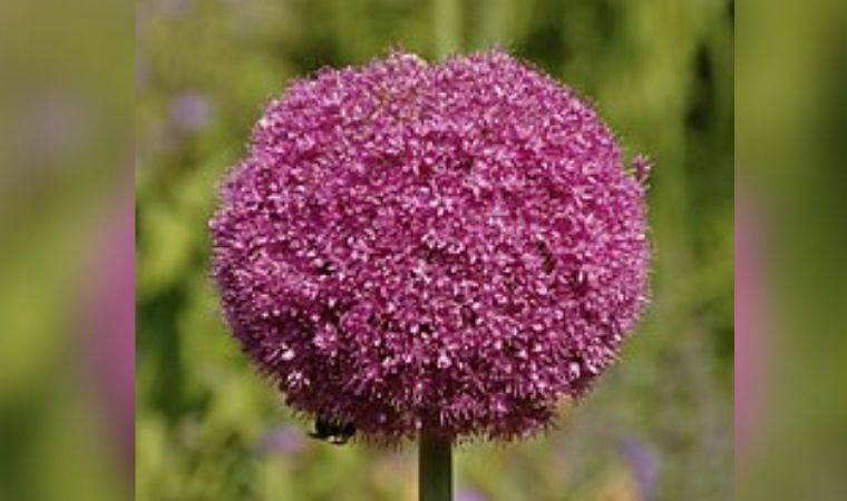 Sadece Türkiye'de yetişiyor: Kanser riskini azaltıyor