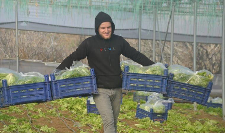 Sakarya Havzası'nda yetişiyor: 45 milyon adet hasat edildi!  Tanesi 8 lira...