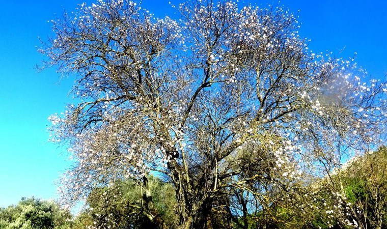 Muğla'da hasat erken geliyor! Şubat ayında çiçek açtı...