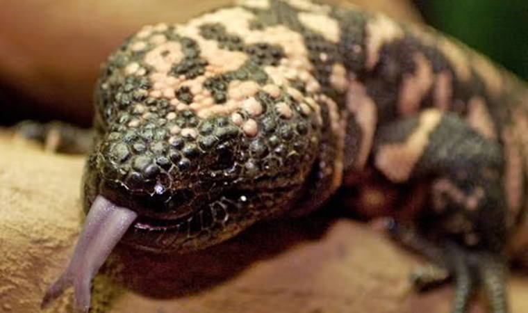 Evinde 'canavar' besliyordu: Isırığıyla öldü