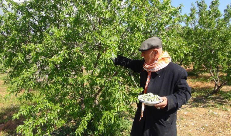 Türkiye'de ilk hasadı Mersin'de başladı: Kilosu 1000 TL!