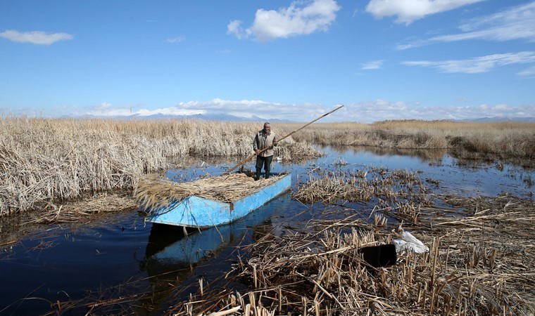 40 yıldır özel izinle bu işi yapıyor! Geleneksel yöntemlerle hasat yapıyor...