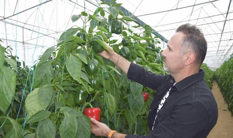 Yüzde 90'ı Aksu'da yetişiyor!  8 bin 500 metrekare alanda ekim yapıldı