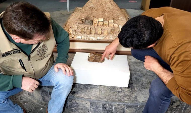 Adıyaman’da bulundu: 15 milyon yıllık olduğu tahmin ediliyor!  'Damarları belirgin şekilde görülüyor'