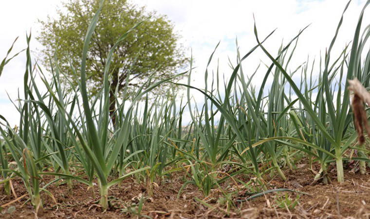 Taşköprü'de 4 bin ailenin geçim kapısı! Bu yıl ekim erken başladı...