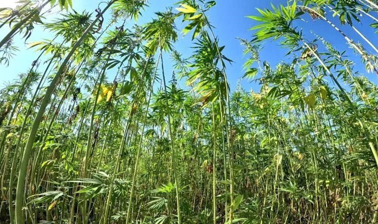 Türkiye'de en çok Samsun'da üretiliyor: Özel izinle yetiştiriliyor! Rekolte her yıl artıyor...