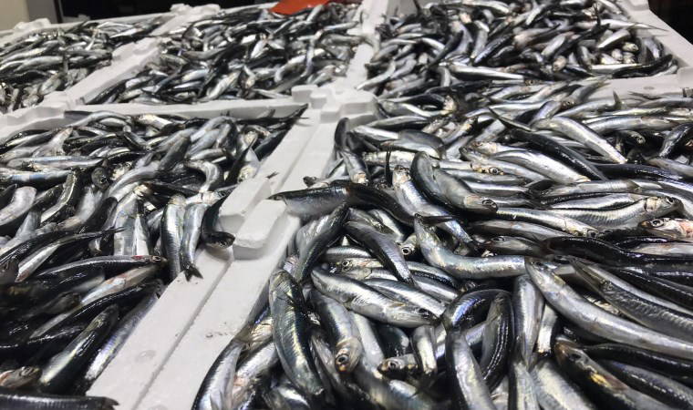 Sezonu erken kapatıyor: Tezgahlarda yerini diğer balıklara bıraktı!