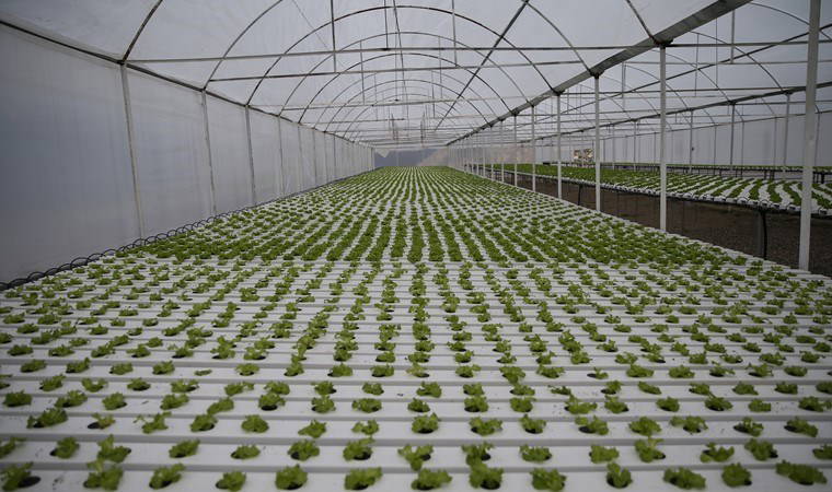 Şehirdeki işlerini bırakıp Rize'ye yerleştiler! 1200 metrekarelik kapalı alanda insan eli değmeden üretim yapıyorlar....