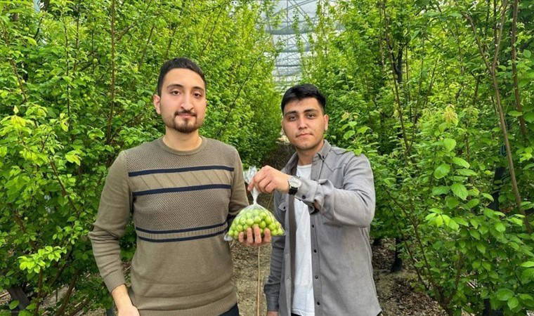 İlk hasadı yapıldı: Fiyatı altın ile yarışıyor! Arap şeyhlerinin gözü bu serada...